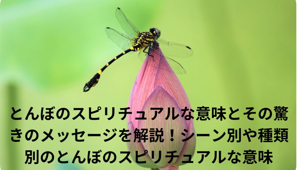 とんぼのスピリチュアルな意味とその驚きのメッセージを解説！シーン別や種類別のとんぼのスピリチュアルな意味