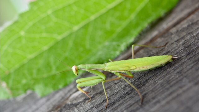 カマキリスピリチュアル