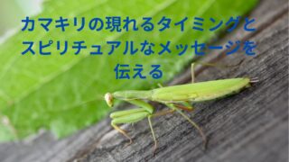 カマキリスピリチュアル