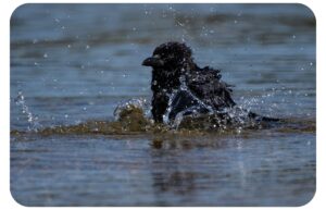 カラスが水浴びしている