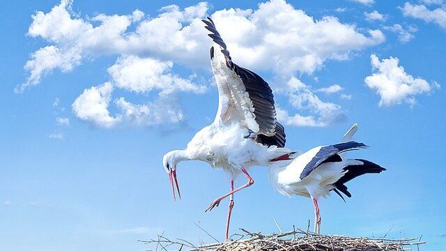 2羽の鳥をみるスピリチュアルな意味