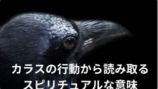 黒いカラス神秘的できれい