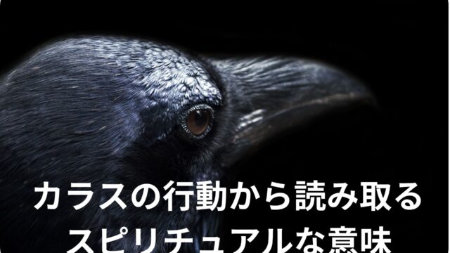 黒いカラス神秘的できれい