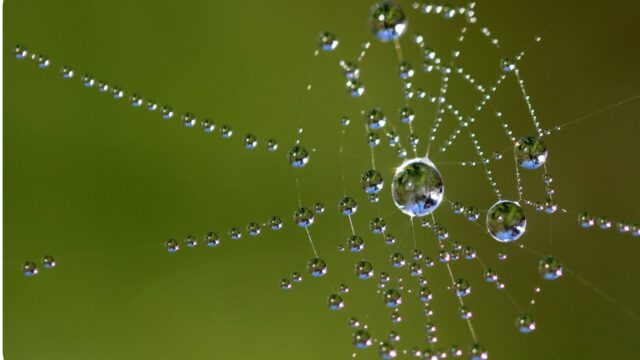 水滴のついた蜘蛛の巣、神秘的