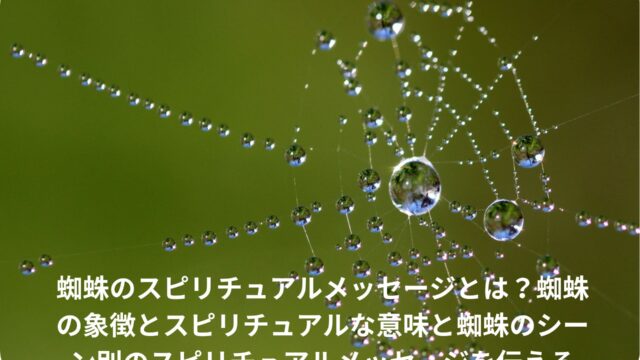 水滴のついた蜘蛛の巣神秘的